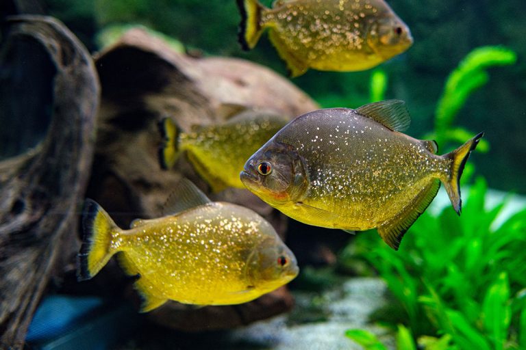 Aquazoo Piranhas im Aquazoo